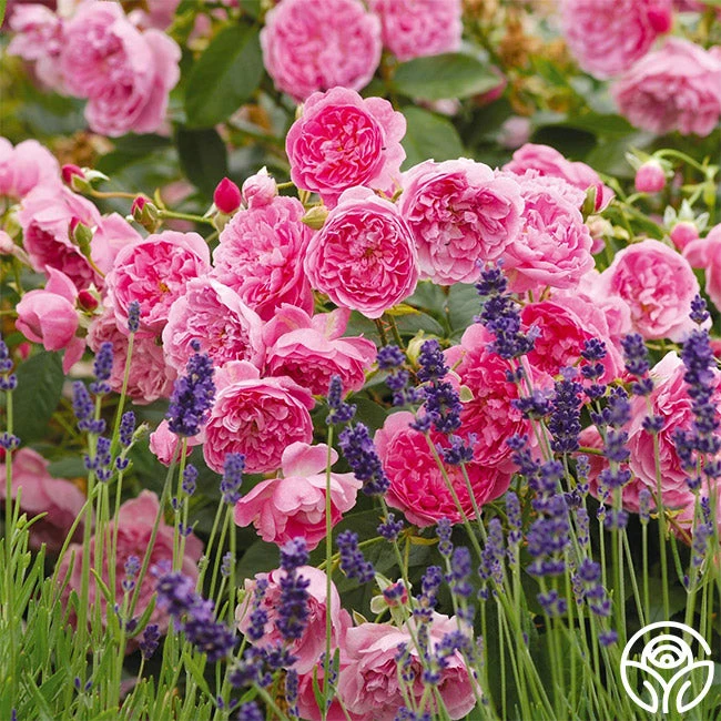 Harlow Carr™ 1 Harlow Carr™