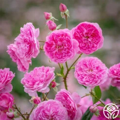 Harlow Carr™ 10 Harlow Carr™ -RoseLuxe Shop harlow carr 211