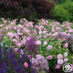 Harlow Carr™ 13 Harlow Carr™ -RoseLuxe Shop harlow carr 2 6