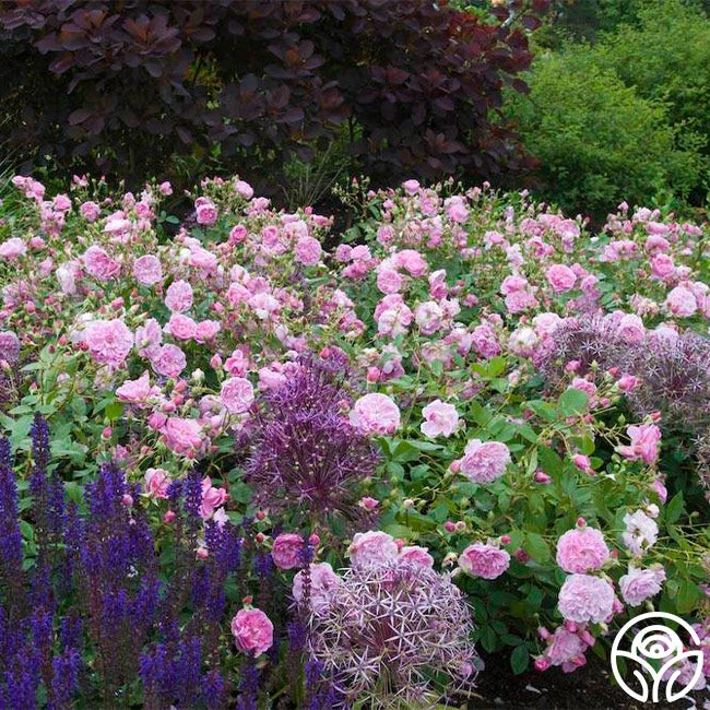 Harlow Carr™ 7 Harlow Carr™ - Image 7