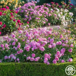 Harlow Carr™ 9 Harlow Carr™ -RoseLuxe Shop harlow carr 4 4