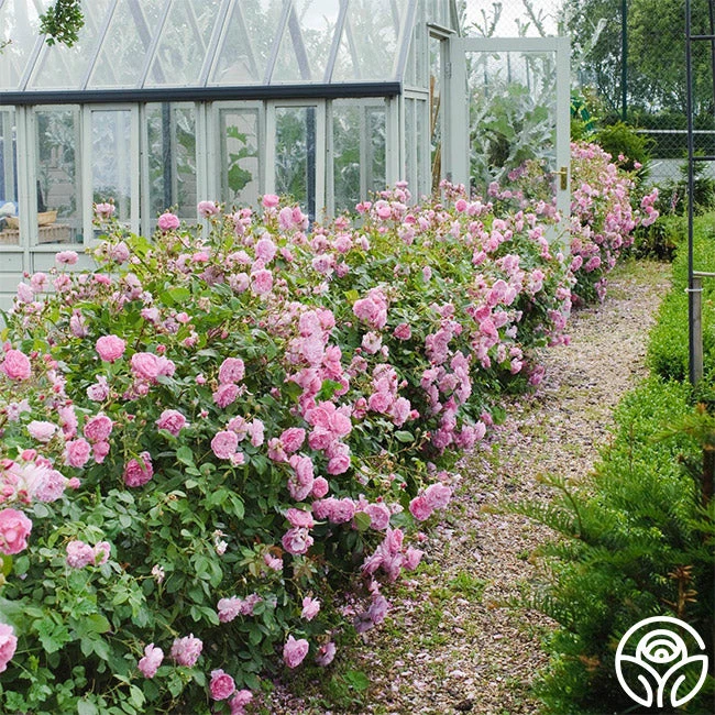 Harlow Carr™ 6 Harlow Carr™ - Image 6