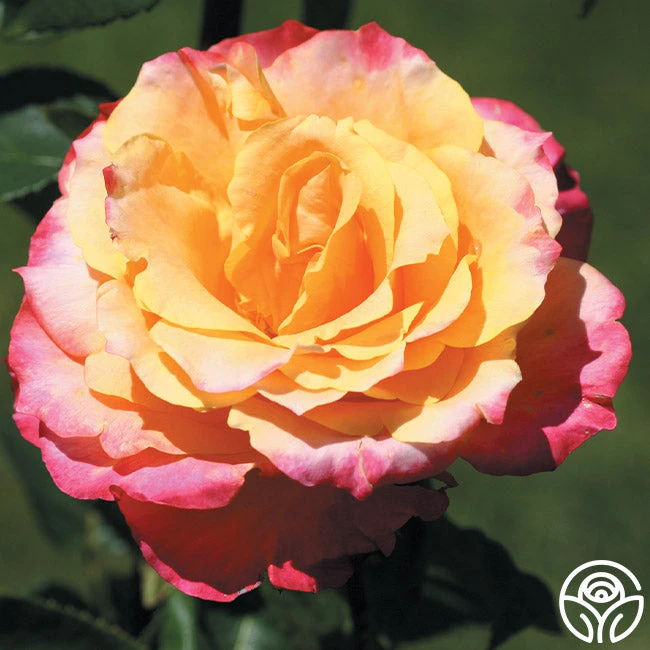 Heart O' Gold™ 2 Heart O' Gold™ - Image 2