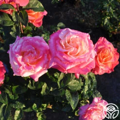 Heart O' Gold™ 12 Heart O' Gold™ -RoseLuxe Shop heart o gold 2 8