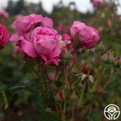 Heirloom -RoseLuxe Shop heirloom 17 1