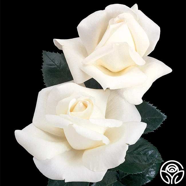 Home And Family™ 1 Home And Family™