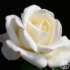 Front Page -RoseLuxe Shop home and family 2 5