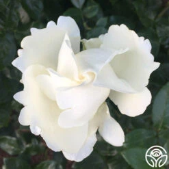 Home And Family™ 7 Home And Family™ -RoseLuxe Shop home and family 3 5