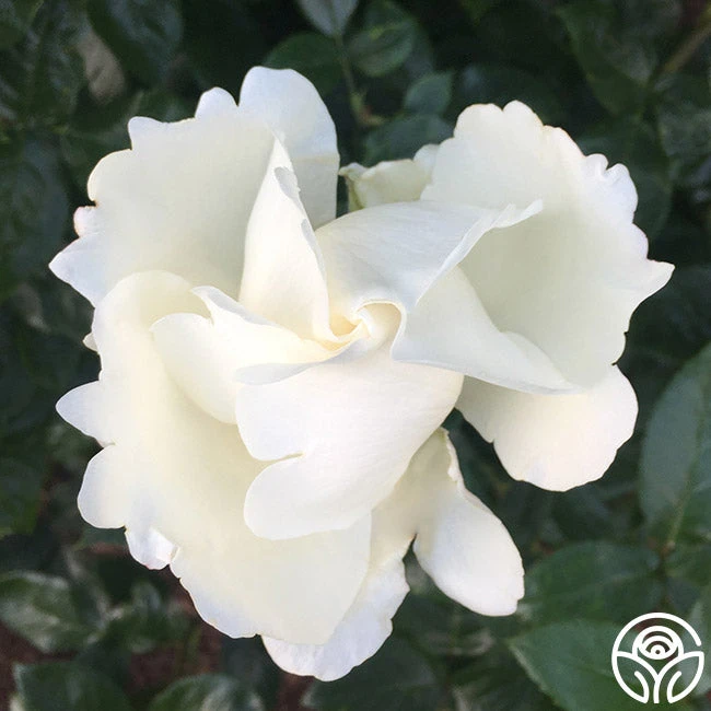 Home And Family™ 4 Home And Family™ - Image 4