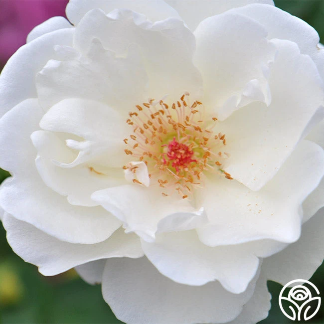 Home And Family™ 3 Home And Family™ - Image 3