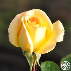 Honey Bouquet 7 Honey Bouquet -RoseLuxe Shop honey bouquet 11