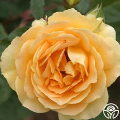 Honey Bouquet 6 Honey Bouquet -RoseLuxe Shop honey bouquet 1 5