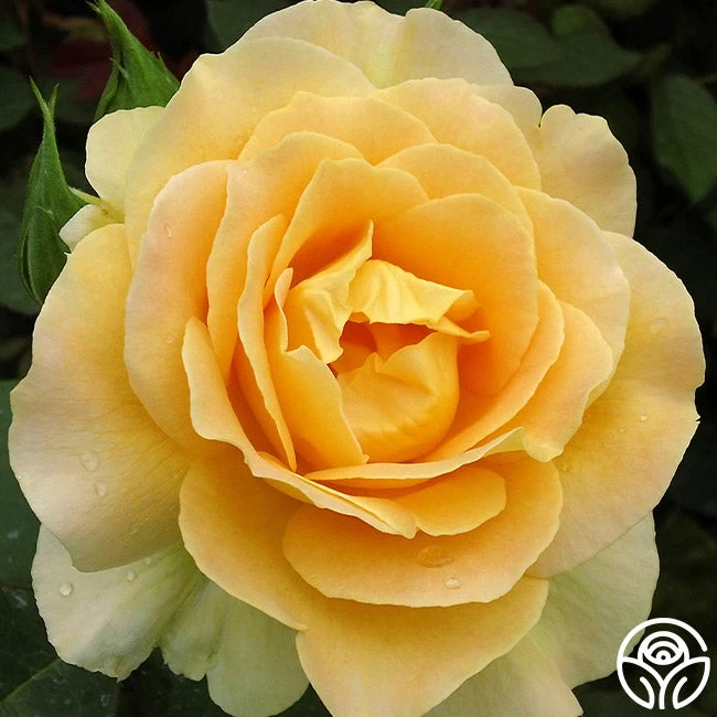 Honey Bouquet 1 Honey Bouquet