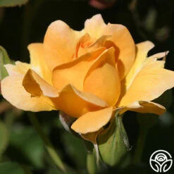 Honey Perfume™ -RoseLuxe Shop honey perfume 2 5