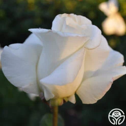 Front Page -RoseLuxe Shop honor 2 9