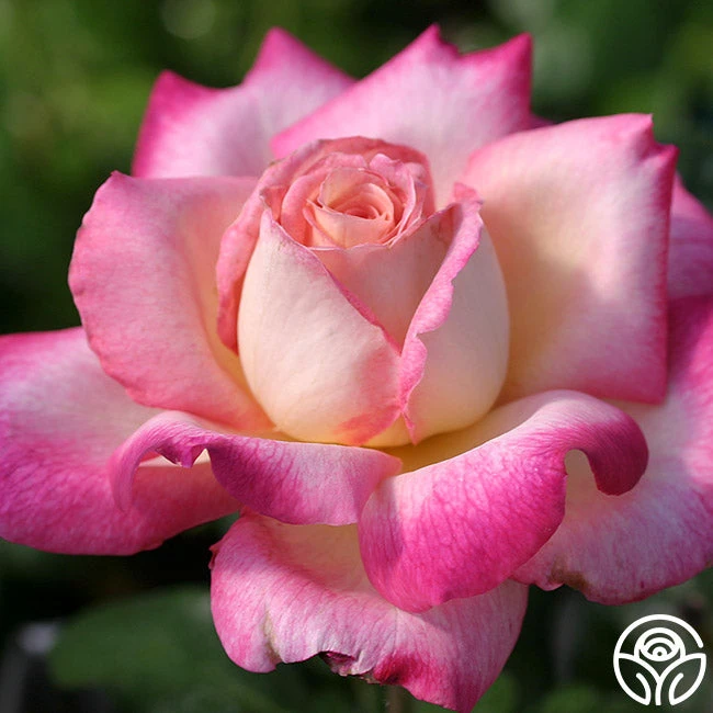 Iowa Belle 1 Iowa Belle