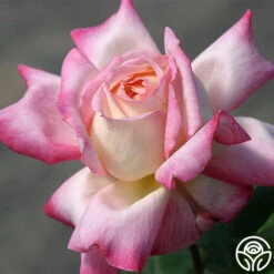 Iowa Belle 5 Iowa Belle -RoseLuxe Shop iowa belle 2