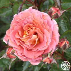 Iris Webb 11 Iris Webb -RoseLuxe Shop iris webb 1 1 1