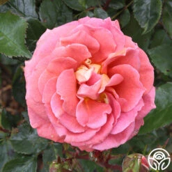 Iris Webb 16 Iris Webb -RoseLuxe Shop iris webb 3