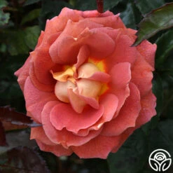 Iris Webb 14 Iris Webb -RoseLuxe Shop iris webb 4