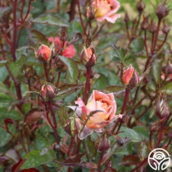 Iris Webb 15 Iris Webb -RoseLuxe Shop iris webb 5