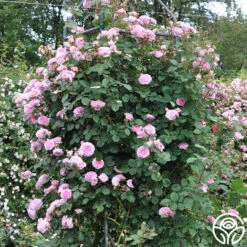 James Galway® -RoseLuxe Shop james galway 12