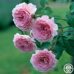 Best Seller -RoseLuxe Shop james galway 2 3