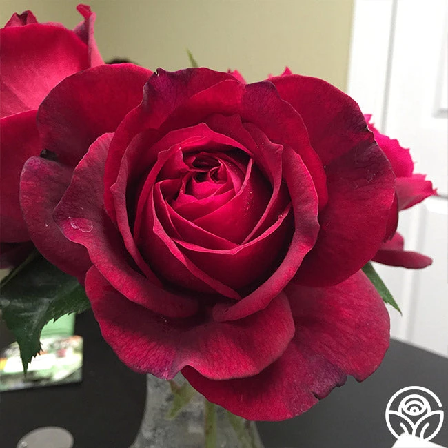 Janice Kellogg 2 Janice Kellogg - Image 2