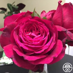 Janice Kellogg 5 Janice Kellogg -RoseLuxe Shop janice kellogg 2 1 2