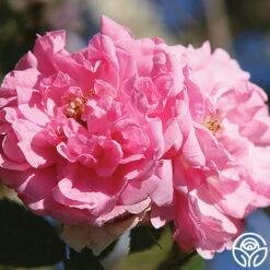 John Davis -RoseLuxe Shop john davis logo 01