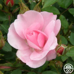 John Davis -RoseLuxe Shop john davis logo 02