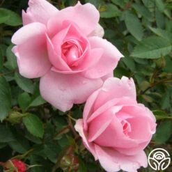 John Davis -RoseLuxe Shop john davis logo 03