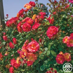 Joseph's Coat 23 Joseph's Coat -RoseLuxe Shop josephs coat 11