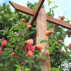 Joseph's Coat 18 Joseph's Coat -RoseLuxe Shop josephs coat 4