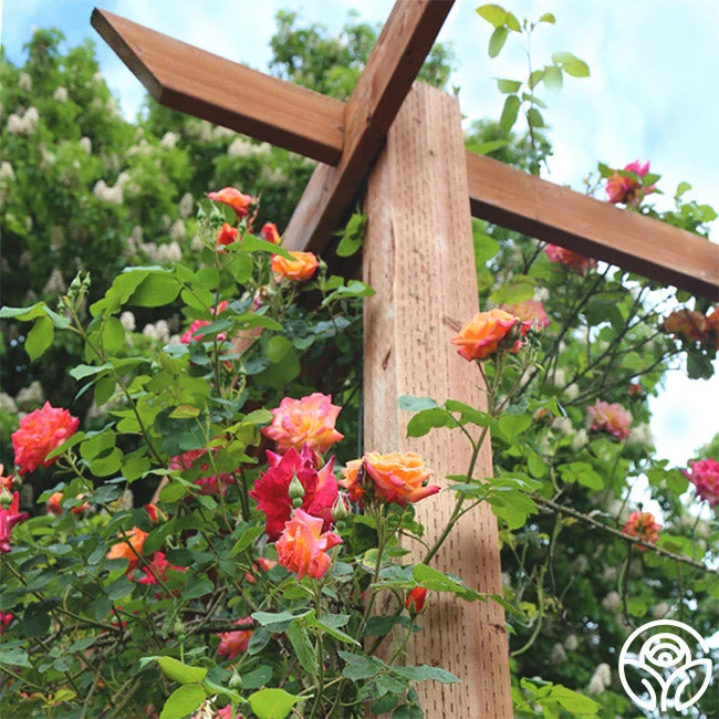 Joseph's Coat 4 Joseph's Coat - Image 4