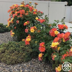 Joseph's Coat 22 Joseph's Coat -RoseLuxe Shop josephs coat 6