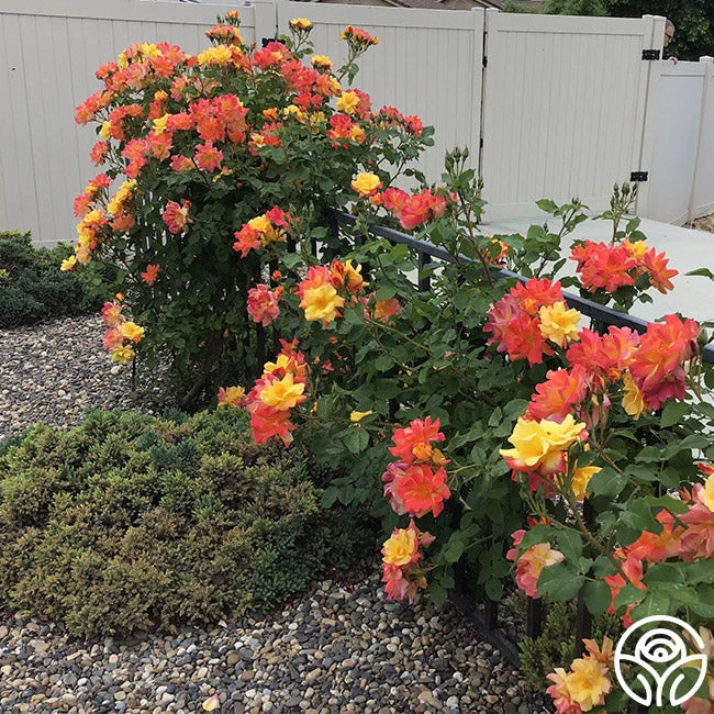 Joseph's Coat 8 Joseph's Coat - Image 8