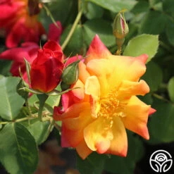 Joseph's Coat 29 Joseph's Coat -RoseLuxe Shop josephs coat 8