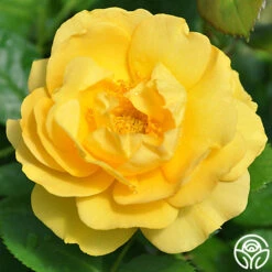 Best Seller -RoseLuxe Shop julia child 1 8