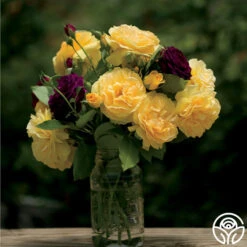 Julia Child™ -RoseLuxe Shop julia child 3 8