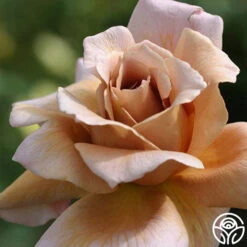 Julia's Rose® -RoseLuxe Shop julias rose 1