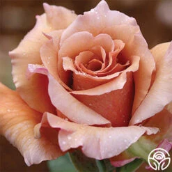 Best Seller 9 Julia's Rose®