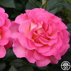 Best Seller 20 Julie Andrews