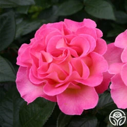 Best Seller -RoseLuxe Shop julie andrews 1 3