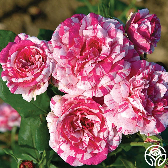 Julio Iglesias™ 2 Julio Iglesias™ - Image 2