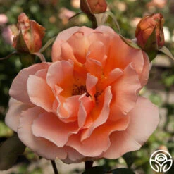 Just Joey® -RoseLuxe Shop just joey 11