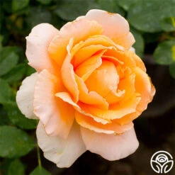 Best Seller -RoseLuxe Shop just joey 3 8