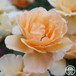 Just Joey® -RoseLuxe Shop just joey 8