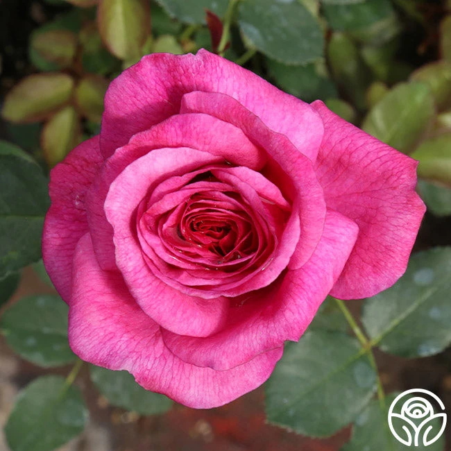 Kaffe Fassett 2 Kaffe Fassett - Image 2