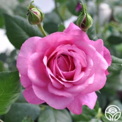 Kaffe Fassett 8 Kaffe Fassett -RoseLuxe Shop kaffe fassett 2 5